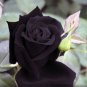 China Rare Black Rose Flower Bonsai 150 PCS Seeds