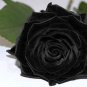 China Rare Black Rose Flower Bonsai 150 PCS Seeds