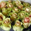 China Rare Dancing queen rose seeds Rose Flower Romantic 200 PCS Seeds