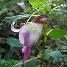 China Rare Parrot Orchid Flower World's Rare High Grade Bonsai Garden Home 50 PCS Seeds China Rare Parrot Orchid Flower World's Rare High Grade Bonsai Garden Home 50 PCS Seeds