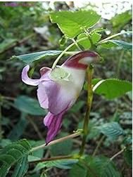 China Rare Parrot Orchid Flower World's Rare High Grade Bonsai Garden Home 50 PCS Seeds