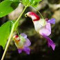 China Rare Parrot Orchid Flower World's Rare High Grade Bonsai Garden Home 50 PCS Seeds