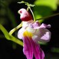 China Rare Parrot Orchid Flower World's Rare High Grade Bonsai Garden Home 50 PCS Seeds