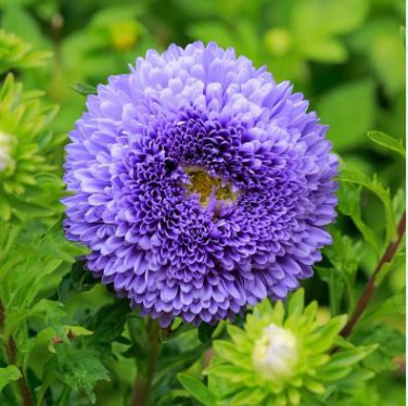 Chinese Ageratum Conyzoides Callistephus Chinensis Aster 200 PCS Seeds