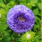 Chinese Ageratum Conyzoides Callistephus Chinensis Aster 200 PCS Seeds
