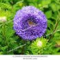 Chinese Ageratum Conyzoides Callistephus Chinensis Aster 200 PCS Seeds