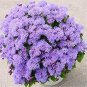 Chinese Ageratum Conyzoides Callistephus Chinensis Aster 200 PCS Seeds