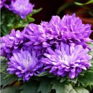 Chinese Aster Bonsai (Callistephus) 100 PCS Seeds