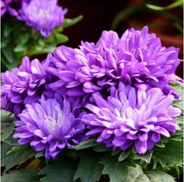 Chinese Aster Bonsai (Callistephus) 100 PCS Seeds