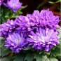 Chinese Aster Bonsai (Callistephus) 100 PCS Seeds