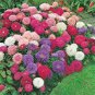 Chinese Aster Bonsai (Callistephus) 100 PCS Seeds