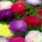 Chinese Aster Bonsai (Callistephus) 100 PCS Seeds