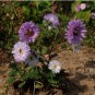 Chinese Aster Bonsai Strong Ability to reproduce 100 PCS Seeds