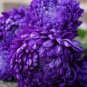 Chinese Aster Bonsai Strong Ability to reproduce 100 PCS Seeds