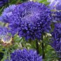 Chinese Aster Bonsai Strong Ability to reproduce 100 PCS Seeds