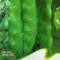 Chinese Bean Seeds Contains Rich Oil Green Chinese Vegetables 15 PCS Seeds