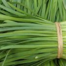 Chinese Broadleaf Chive Bonsai Garden Potted Leek Plants 500 PCS Seeds