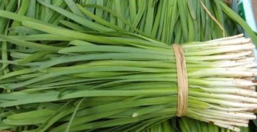 Chinese Broadleaf Chive Bonsai Garden Potted Leek Plants 500 PCS Seeds