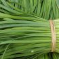 Chinese Broadleaf Chive Bonsai Garden Potted Leek Plants 500 PCS Seeds