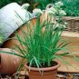 Chinese Broadleaf Chive Bonsai Garden Potted Leek Plants 500 PCS Seeds