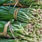 Chinese Broadleaf Chive Bonsai Garden Potted Leek Plants 500 PCS Seeds