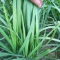 Chinese Broadleaf Chive Bonsai Garden Potted Leek Plants 500 PCS Seeds