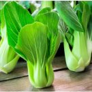Chinese Cabbage Autumn Vegetables 10 PCS Seeds
