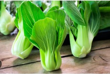 Chinese Cabbage Autumn Vegetables 10 PCS Seeds