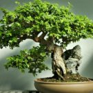 Chinese Elm Bonsai Tree Plant 30 PCS Seeds