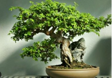Chinese Elm Bonsai Tree Plant 30 PCS Seeds