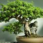 Chinese Elm Bonsai Tree Plant 30 PCS Seeds