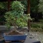 Chinese Elm Bonsai Tree Plant 30 PCS Seeds