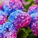 Chinese Colors Hydrangea Real Perennial Flower 20 PCS Seeds