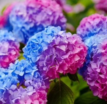 Chinese Colors Hydrangea Real Perennial Flower 20 PCS Seeds