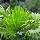 Chinese Fan Palm Bonsai Ornamental Plant Livistona Chinensis Plant 10 PCS Seeds