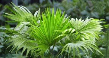 Chinese Fan Palm Bonsai Ornamental Plant Livistona Chinensis Plant 10 PCS Seeds