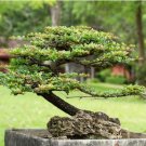 Chinese Ficus Benjamina 50 PCS Seeds Chinese Ficus Benjamina 50 PCS Seeds