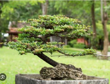 Chinese Ficus Benjamina 50 PCS Seeds
