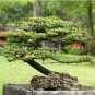 Chinese Ficus Benjamina 50 PCS Seeds
