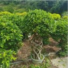 Chinese Ficus Benjamina Bonsai Tree Plants Flowers 50 PCS Seeds Chinese Ficus Benjamina Bonsai Tree Plants Flowers 50 PCS Seeds