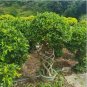 Chinese Ficus Benjamina Bonsai Tree Plants Flowers 50 PCS Seeds