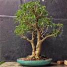 Chinese Ficus Benjamina Bonsai Tree Plants Flowers Potted Bonsai 50 PCS Seeds Chinese Ficus Benjamina Bonsai Tree Plants Flowers Potted Bonsai 50 PCS Seeds