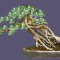 Chinese Ficus Benjamina Bonsai Tree Plants Flowers Potted Bonsai 50 PCS Seeds