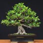 Chinese Ficus Benjamina Bonsai Tree Plants Flowers Potted Bonsai 50 PCS Seeds