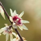 Chinese Flower Wintersweet Seed Fragrant Red Chimonanthus Praecox for Bonsai 8 PCS Seeds Chinese Flower Wintersweet Seed Fragrant Red Chimonanthus Praecox for Bonsai 8 PCS Seeds