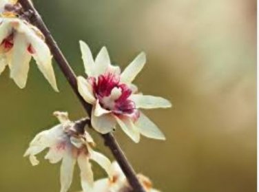 Chinese Flower Wintersweet Seed Fragrant Red Chimonanthus Praecox for Bonsai 8 PCS Seeds