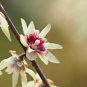 Chinese Flower Wintersweet Seed Fragrant Red Chimonanthus Praecox for Bonsai 8 PCS Seeds