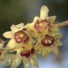 Chinese Flower Yellow Fragrant Winterseet Chimonanthus Praecox for Bonsai 8 PCS Seeds Chinese Flower Yellow Fragrant Winterseet Chimonanthus Praecox for Bonsai 8 PCS Seeds
