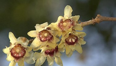 Chinese Flower Yellow Fragrant Winterseet Chimonanthus Praecox for Bonsai 8 PCS Seeds