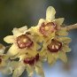 Chinese Flower Yellow Fragrant Winterseet Chimonanthus Praecox for Bonsai 8 PCS Seeds
